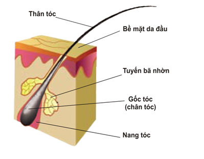 Cấu tạo tóc 1