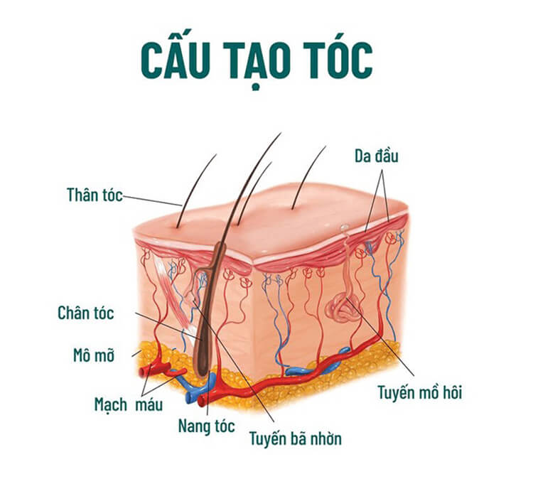 Cấu tạo của sợi tóc như thế nào?