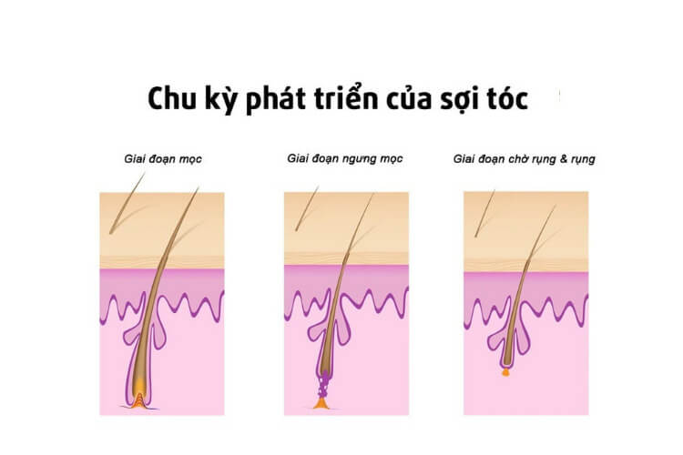 Quá trình sinh trưởng cấu trúc tóc