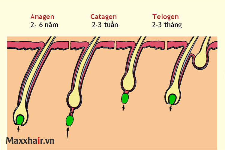 Chu kỳ sinh trưởng của tóc 2