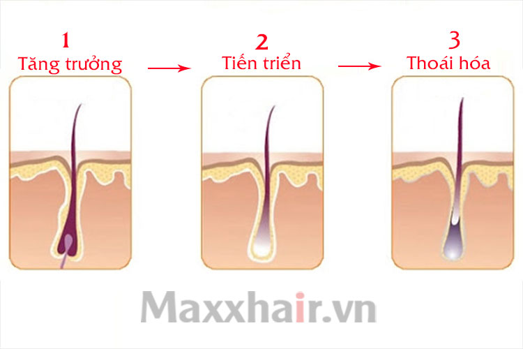 Chu kì sinh trưởng của tóc