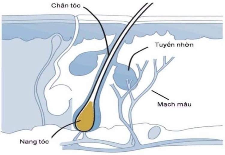 Chân tóc là ở đâu? 1