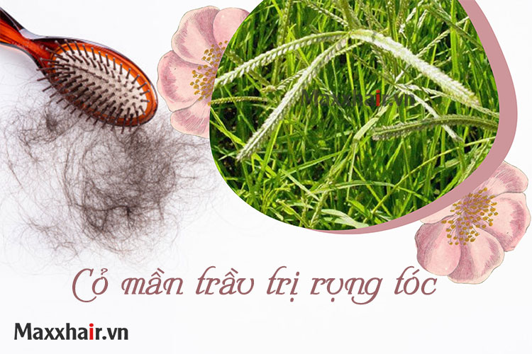 3 cách trị rụng tóc bằng cỏ mần trầu - có hướng dẫn cụ thể 1