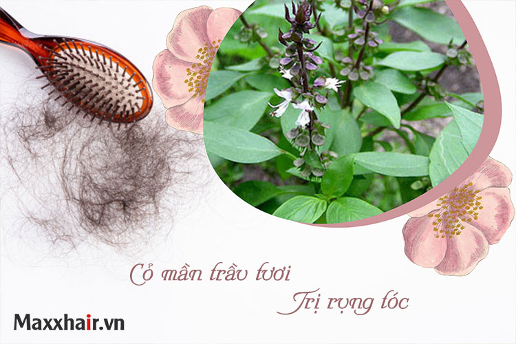 Cỏ mần trầu và lá hương nhu trị rụng tóc 1