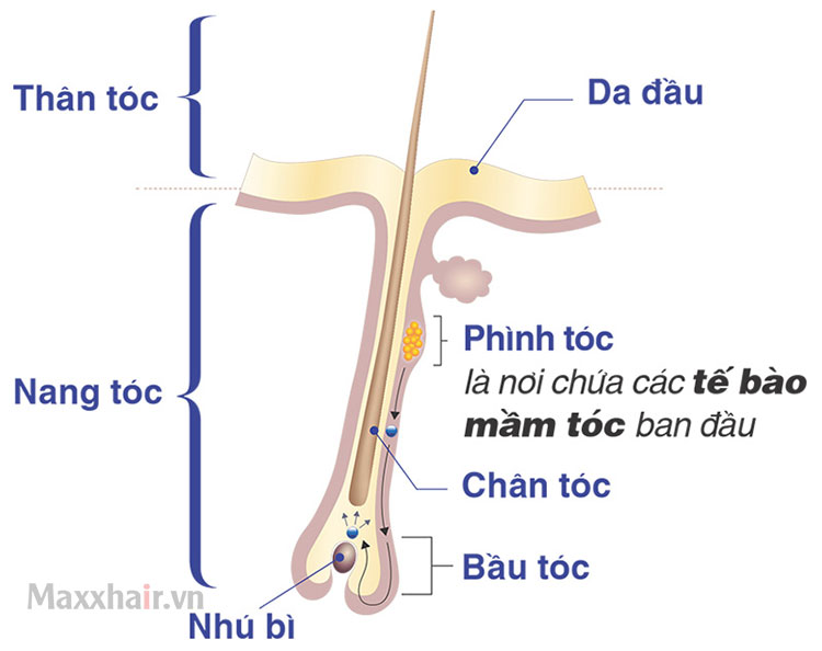 Tế bào mầm tóc là gì? 1