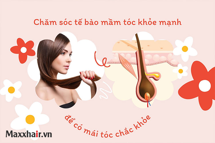 Chăm sóc tế bào mầm tóc khỏe mạnh để có mái tóc chắc khỏe